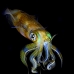 squid_reef_bigfin_bb_v_1385_alo3474.jpg
